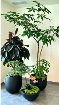 奉化绿植租用-北仑花卉租赁设备-海曙租绿植费用-北仑室内植物出租